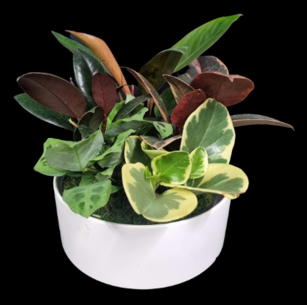 Foliage Garden in Ceramic Bowl, Hidden Florist, Sunbury