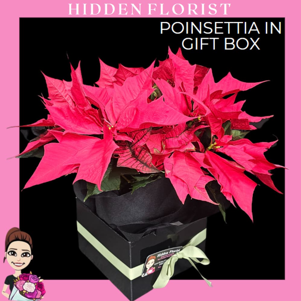 Poinsettia in Gift Box, Christmas plants, Hidden Florist, Sunbury, Victoria