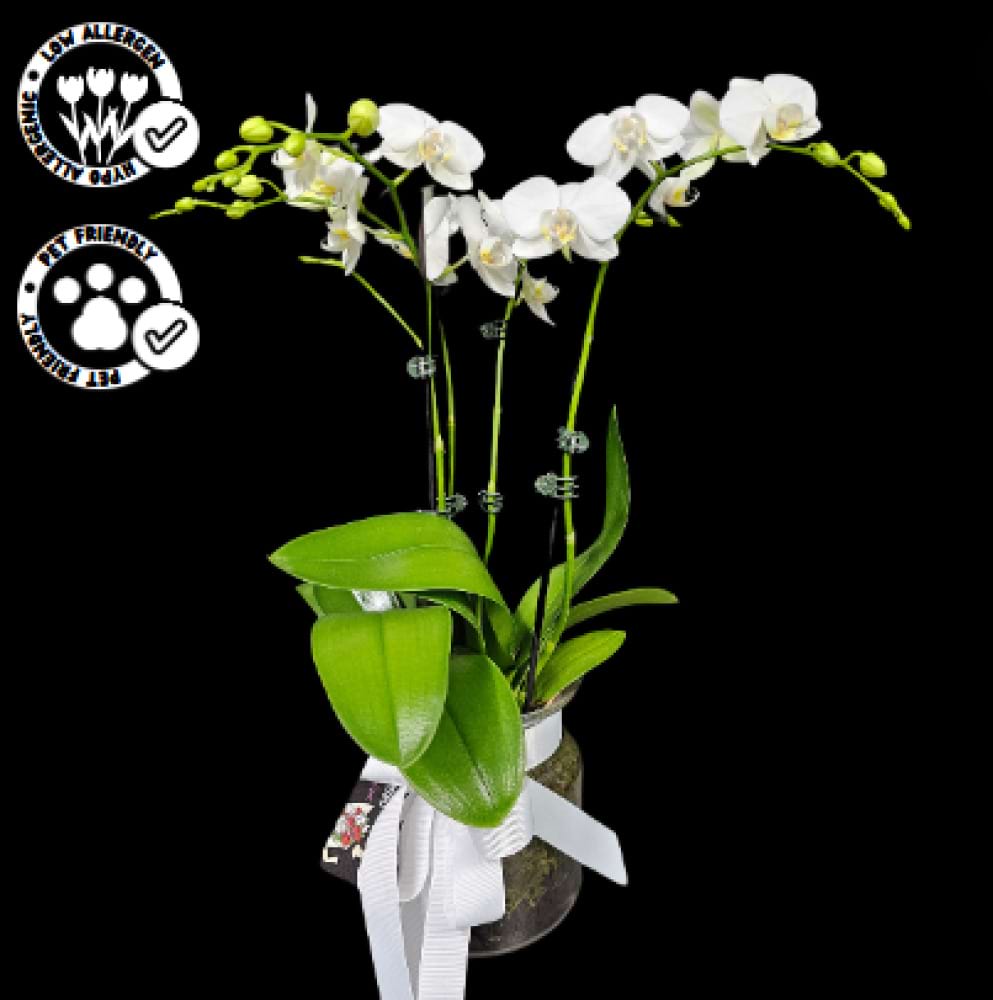 Potted Phalenopsis Orchid by Hidden Florist, Sunbury, Macedon, Gisborne, Woodend, Romsey, Lancefield, Kyneton, Macedon Ranges, Melbourne, Victoria