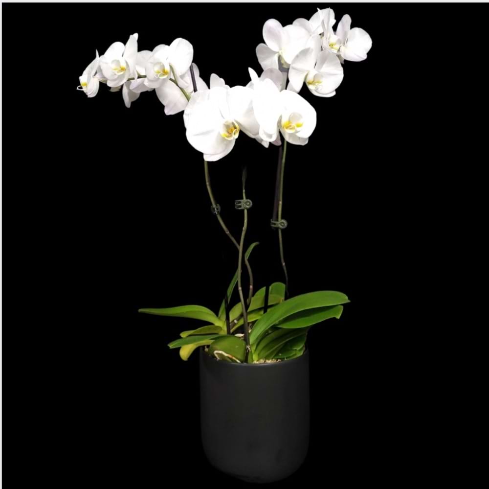 Phalaenopsis , Hidden Florist, Sunbury