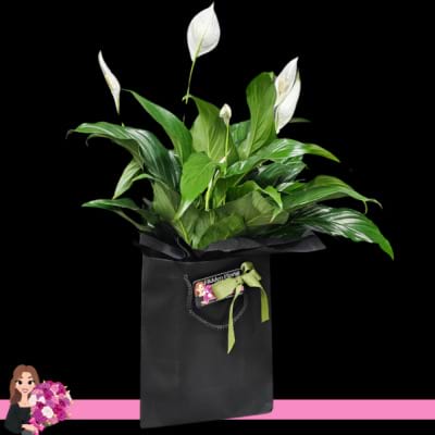  Potted Peace Lily In Gift Bag